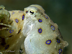 The venomous blue ring octopus up close and personal  by Paul Ng 